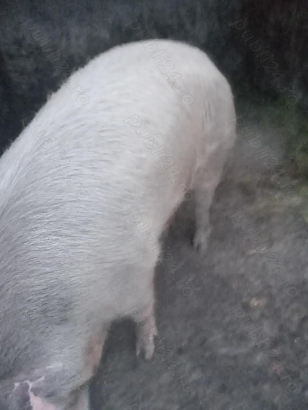 Vind porc ,rasa pietrean