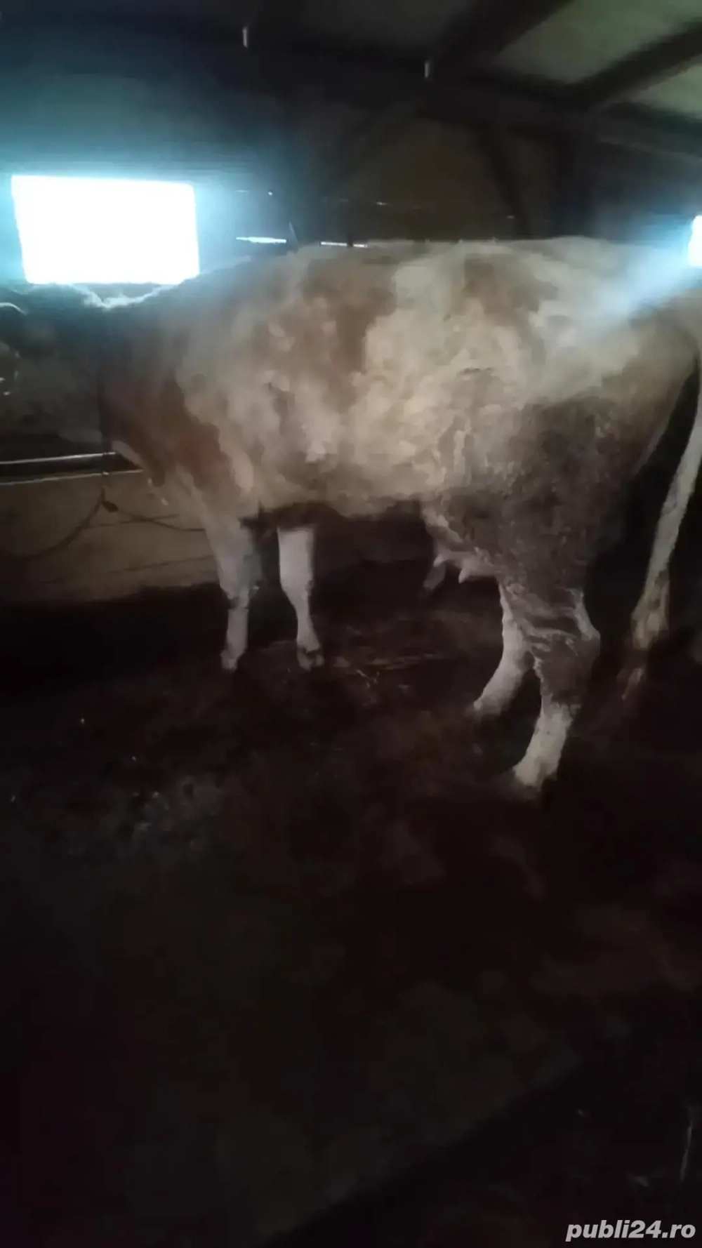 vînd juninca de 2 ani cu lapte 