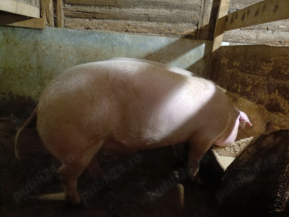 Porci de vânzare, preț negociabil 