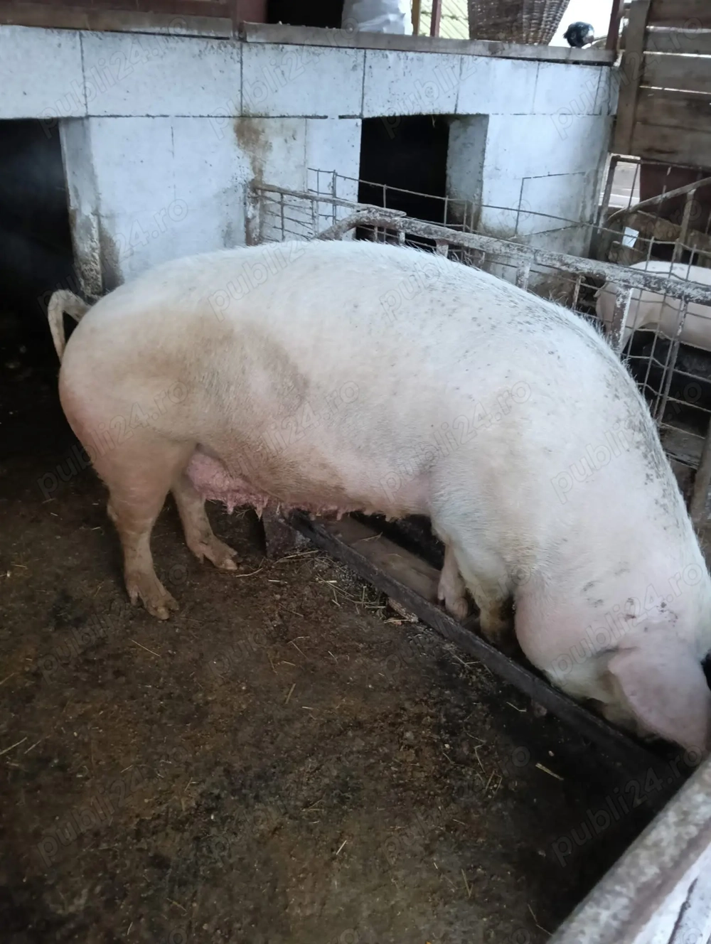 Vând Scroafă hrănită cu mâncare de calitate.