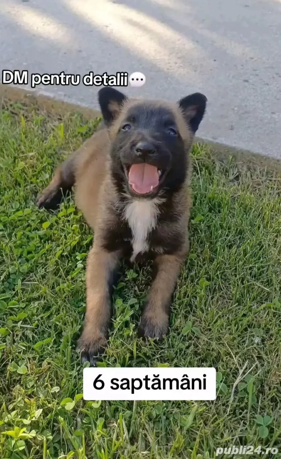 caței ciobănesc belgian malinois 