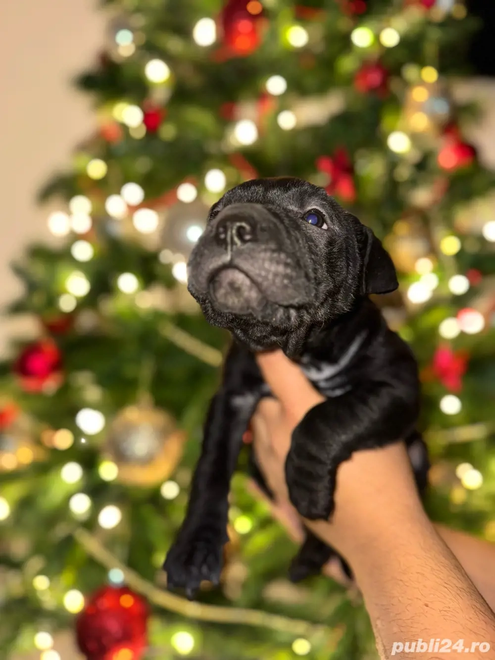     Puiuți Shar-Pei negri   disponibili înainte de Sărbători!    