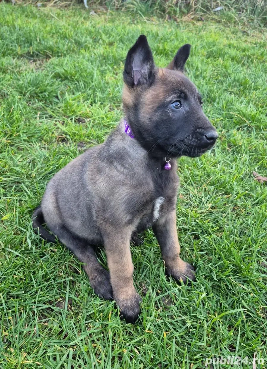 Ciobănesc Belgian Malinois Femela Pedigree 