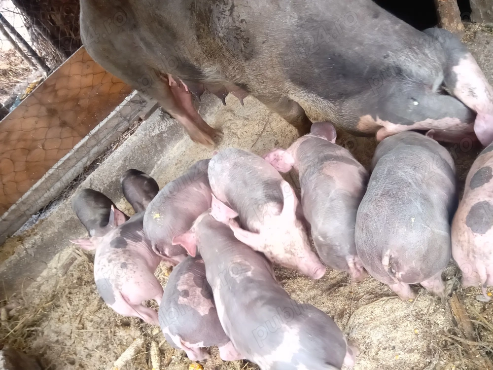 Vând purcei Pietrain