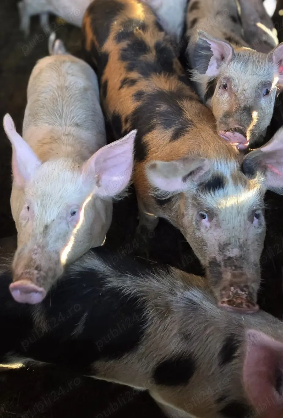 U R G E N T !!!  De vânzare purcei sănătoși, crescuți natural!
