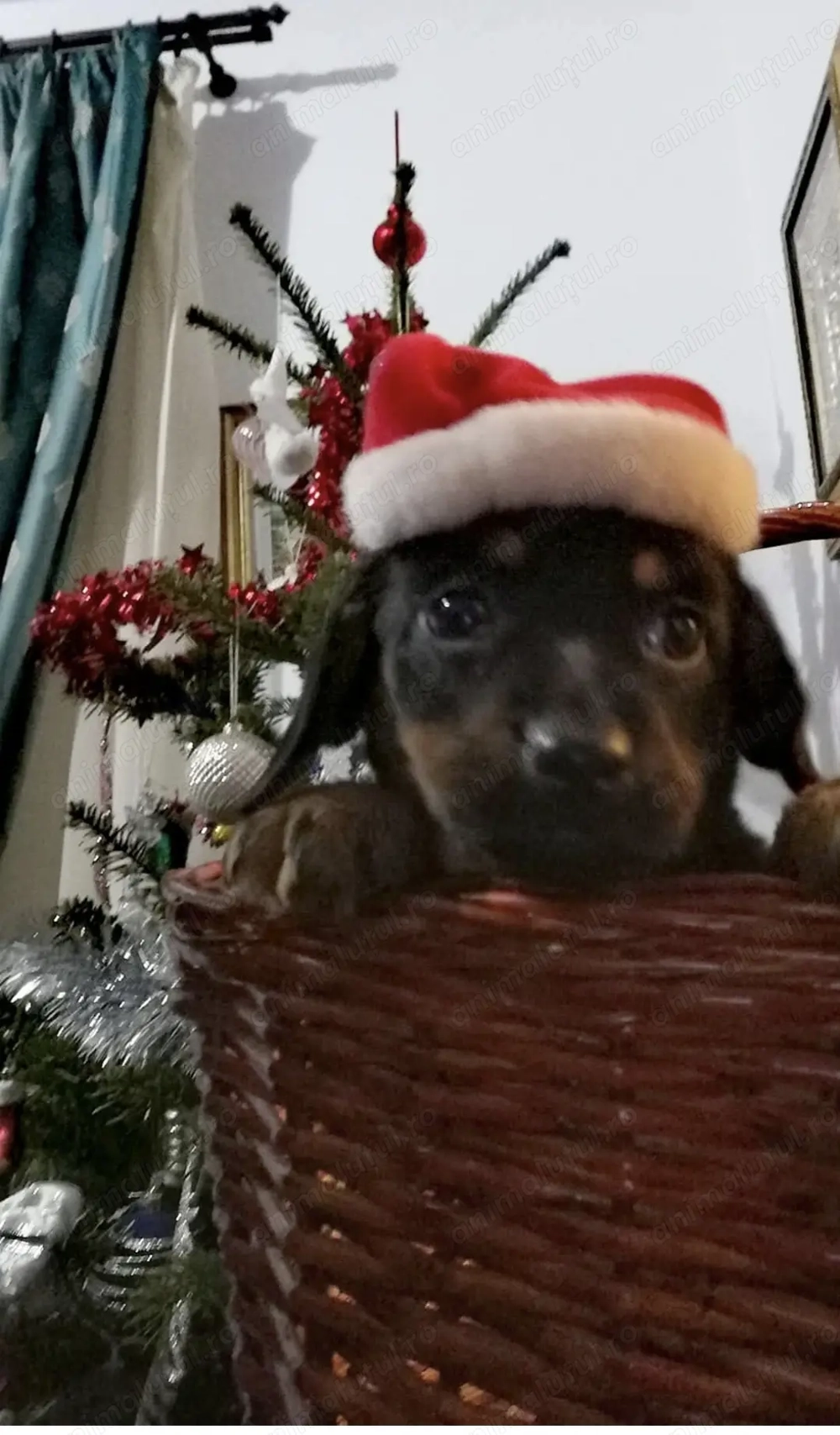 Catei teckel cauta stapani iubitori