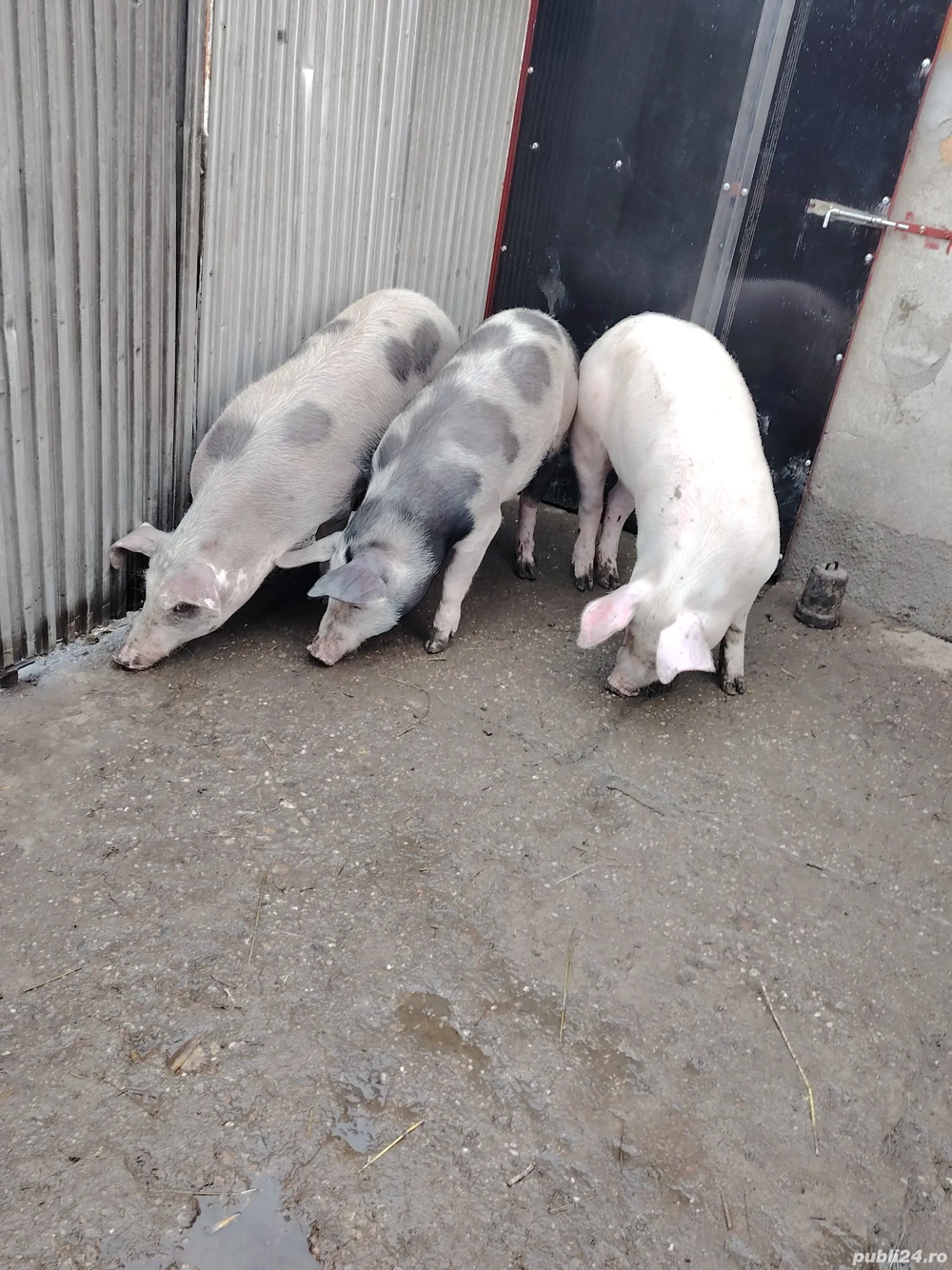 Vând 3 scrofite 60-70 de kg 