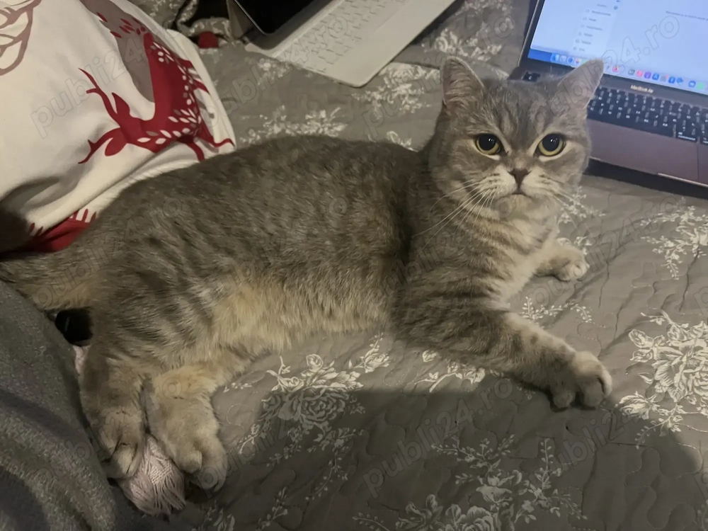 Cutam motanel pentru pisica British Shorthair