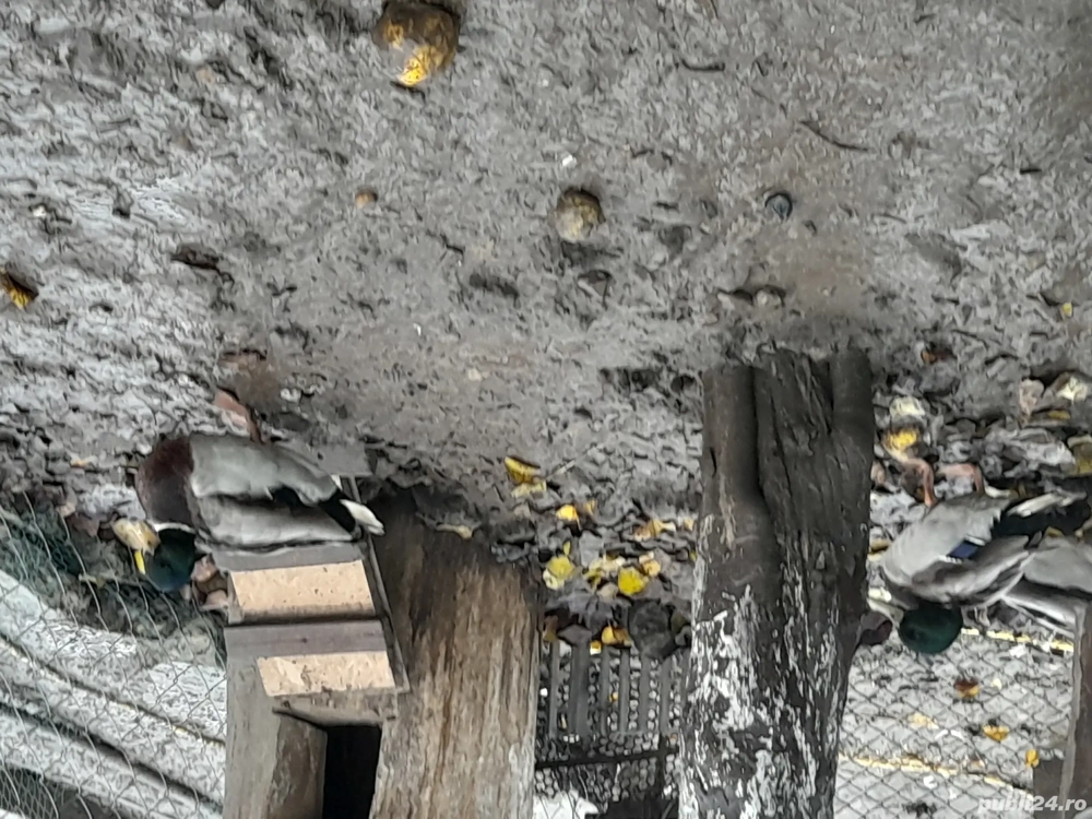 De vânzare doi ratoi salbatici talie mica sau schimb 