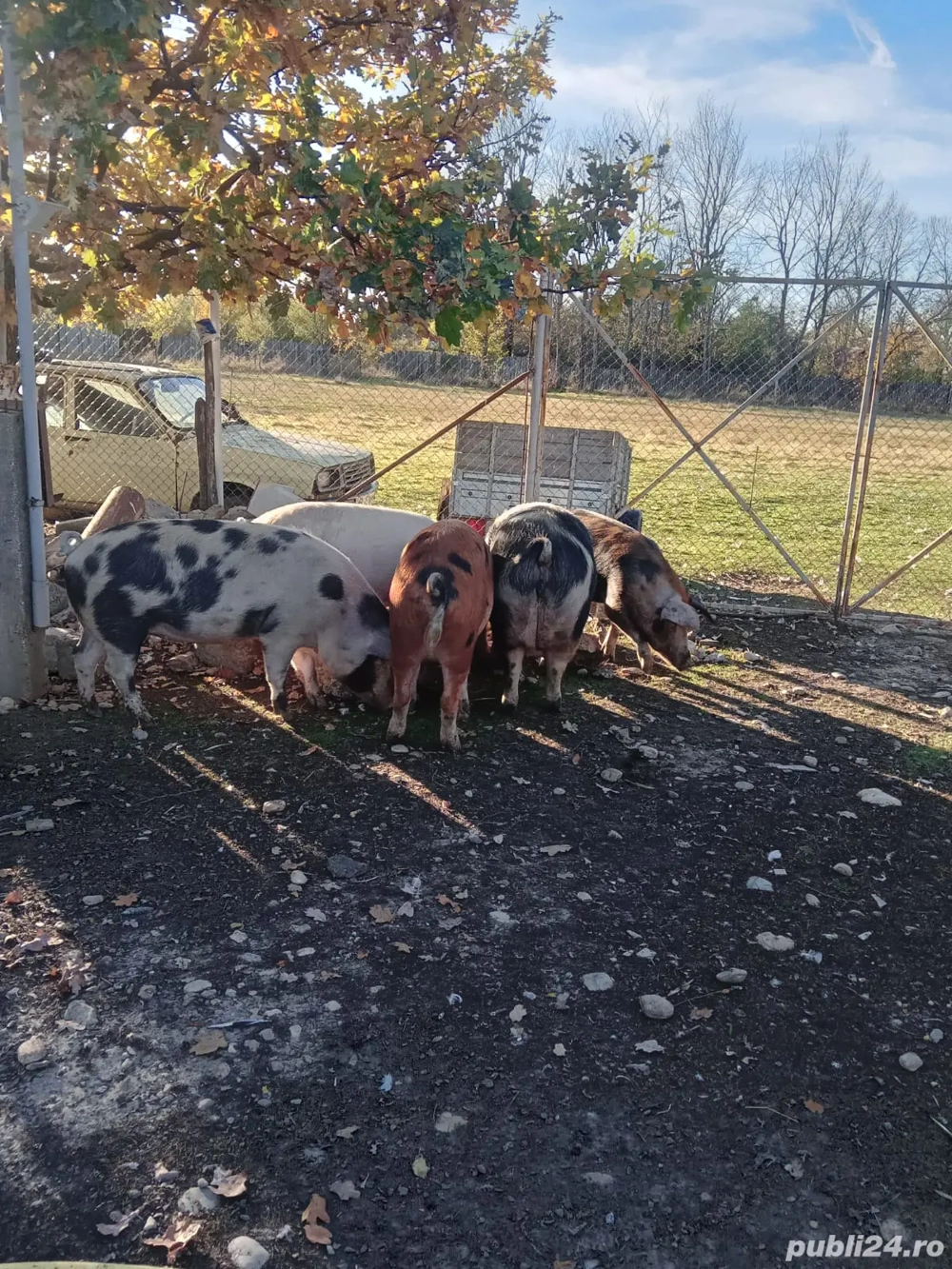 vînd Gîscani,bibiloi și porci