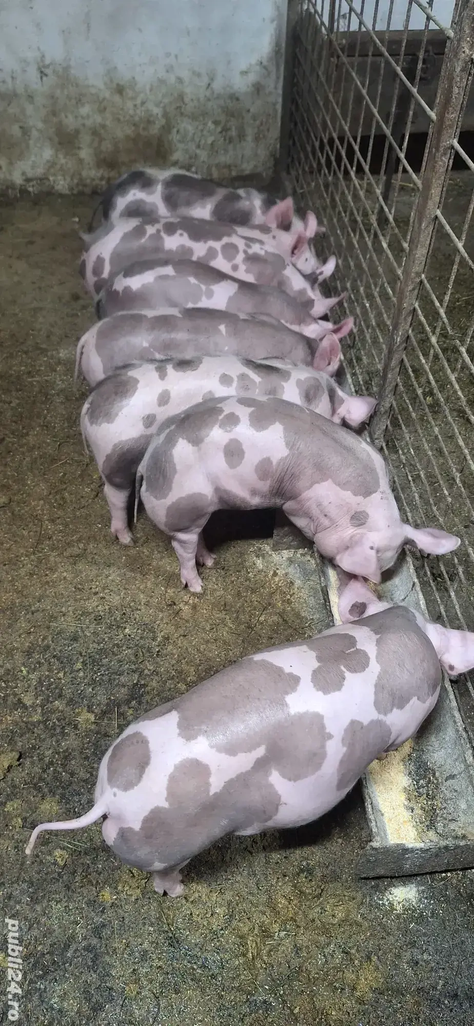 Purcei pietrean belgian 