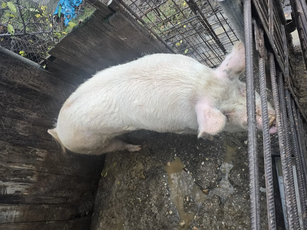 Vand purcea aproximativ 200kg