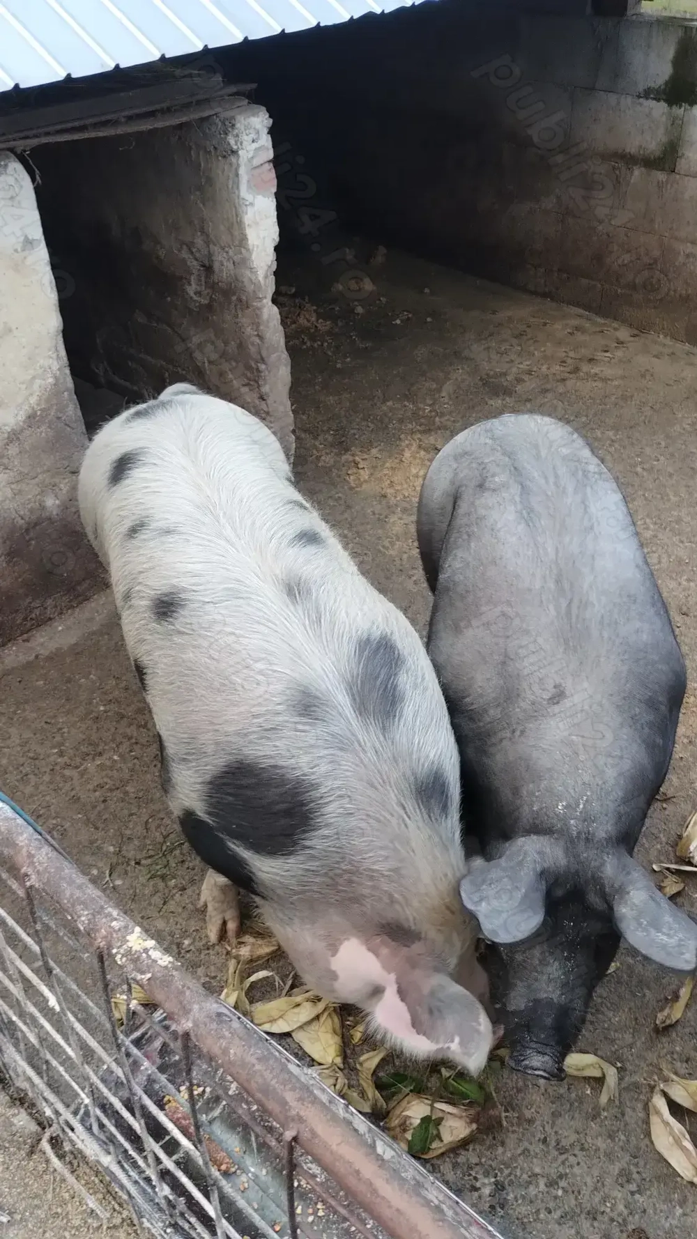 Vand porci 160-200kg