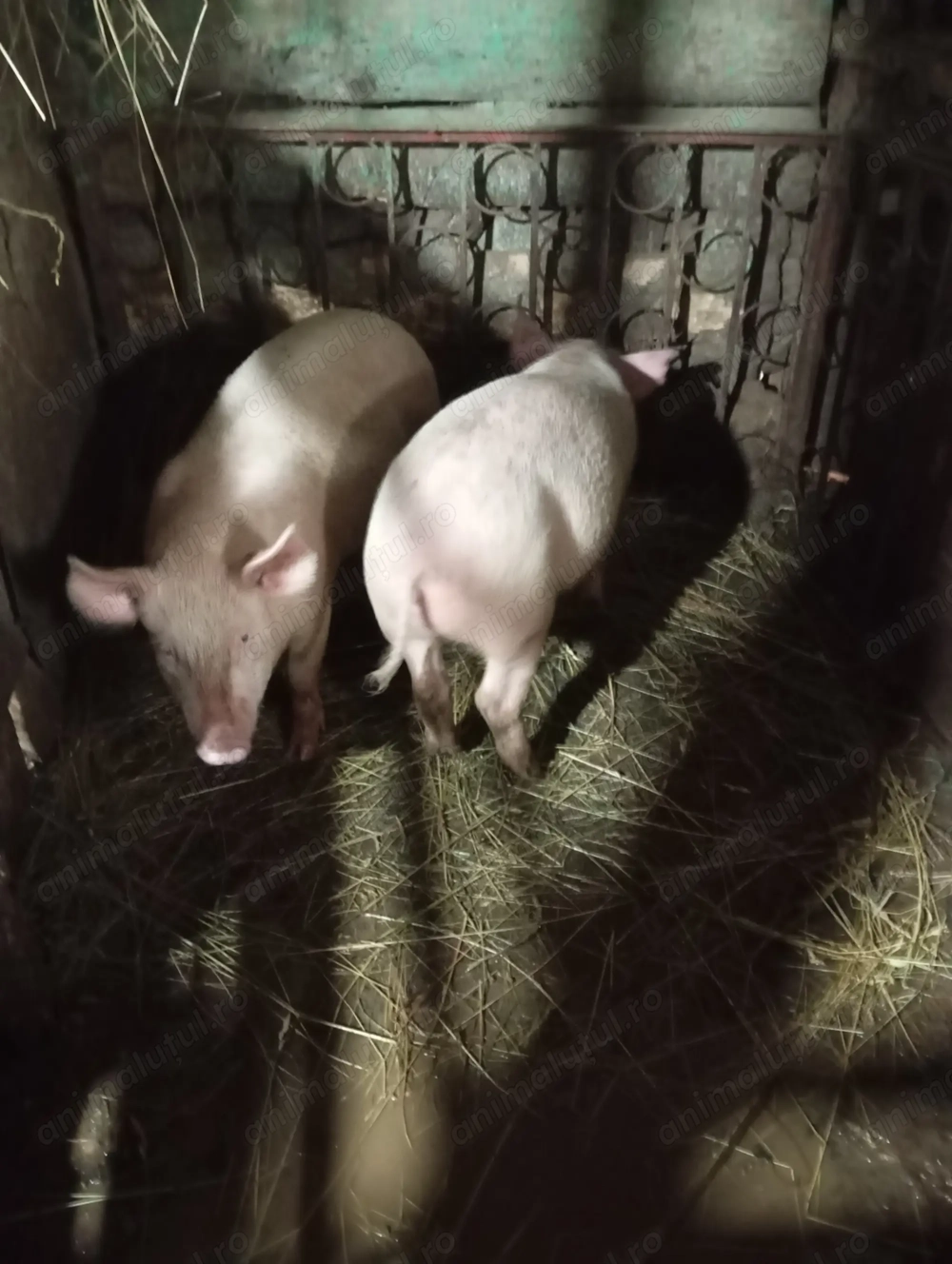 Vand godini de 3 luni 