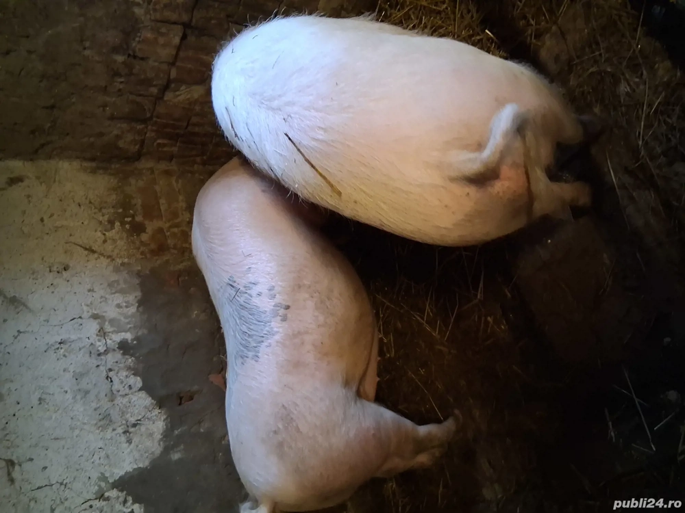  vand sau scimb atv sau iapa  