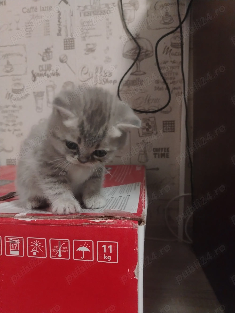 Vand pisicute british