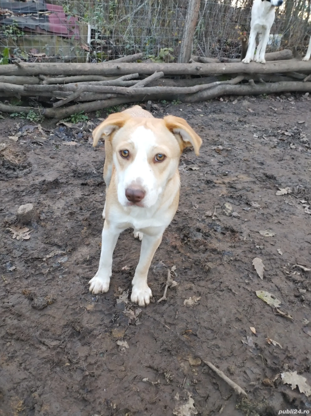 donez catelusa. 6 luni vaccinata carnet sanatate