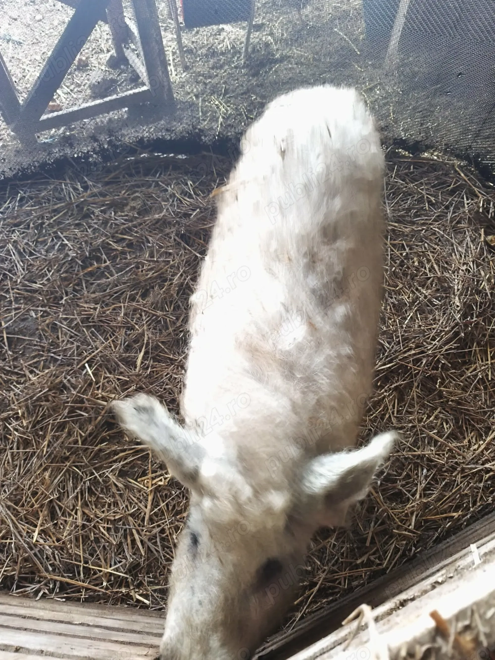 Vând porci Mangalița 