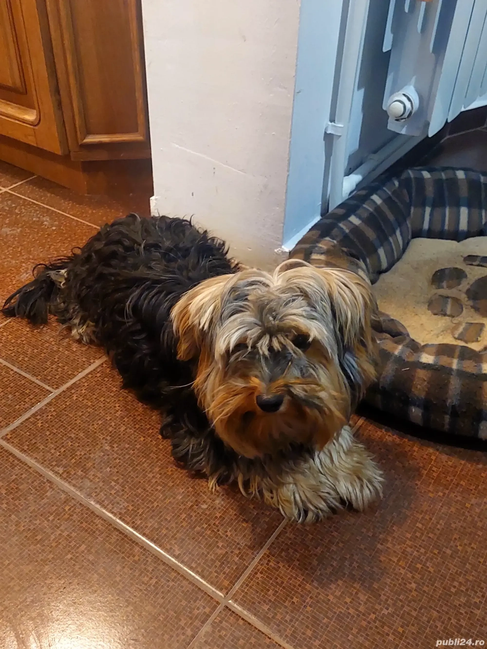 Yorkshire terrier 1an.