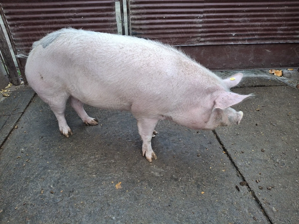Vând scroafa 170 kg  nr de telefon   