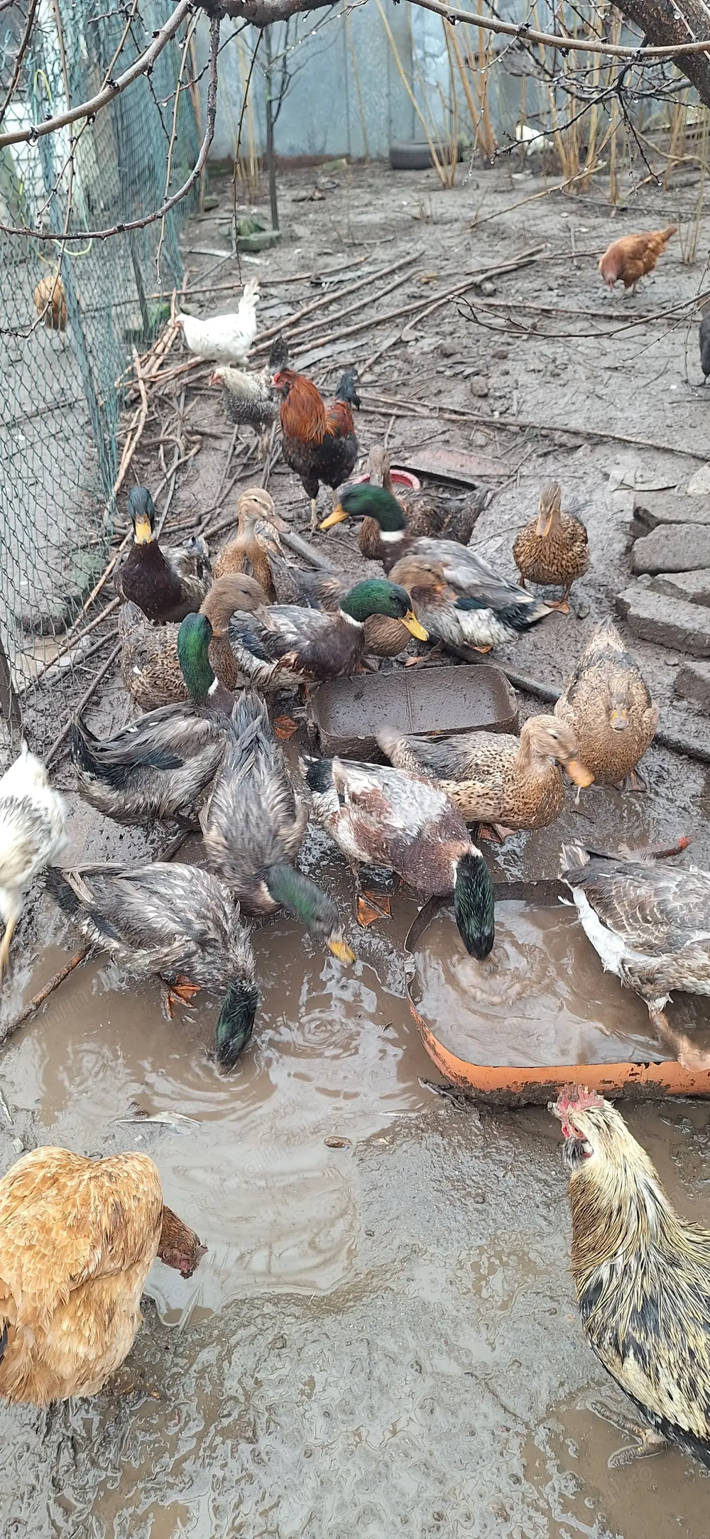 Vând rațe sălbatice 