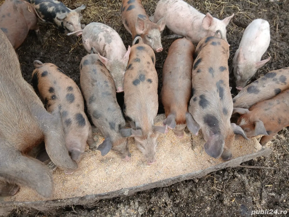 Vând purcei 10 săptămâni 