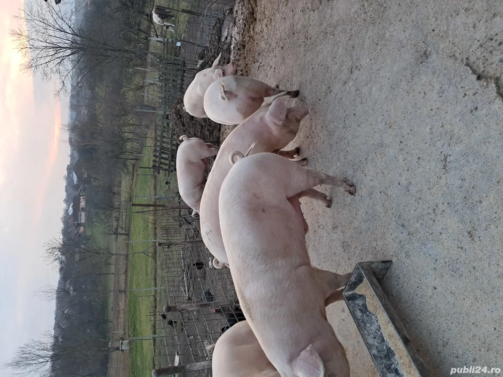 porci de vanzare 13 kg