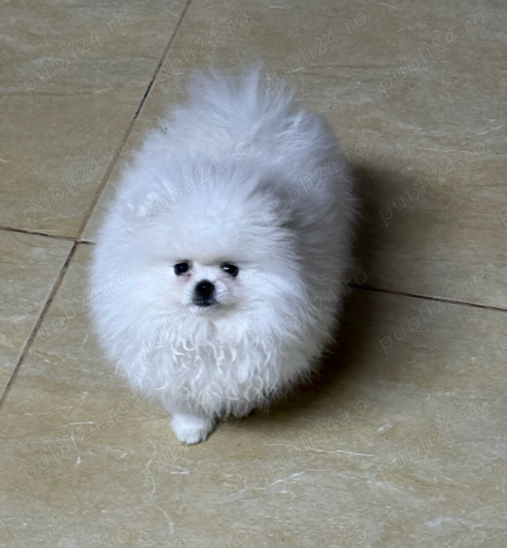 Pui Pomeranian  BOO-CANISA