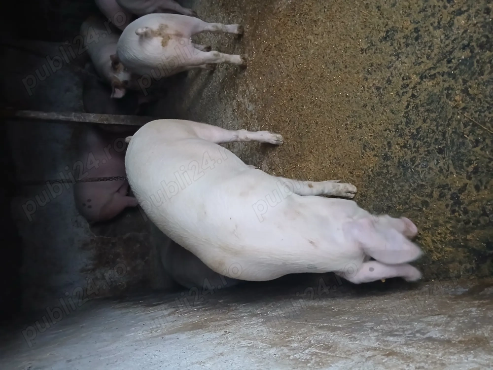 Vând 3 porci rasă de carne 