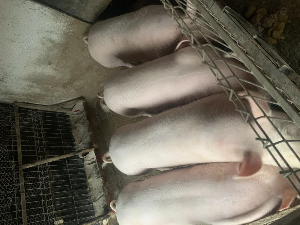 Vând porci pentru Crăciun 