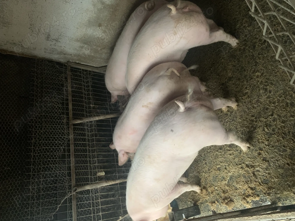 Vând porci pentru Crăciun 