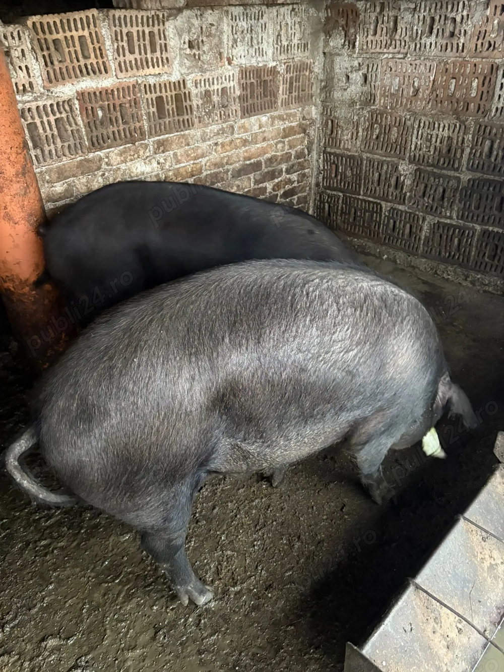 Porci de vanzare