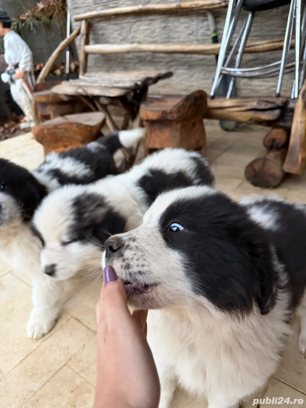 Ciobănesc de Bucovina