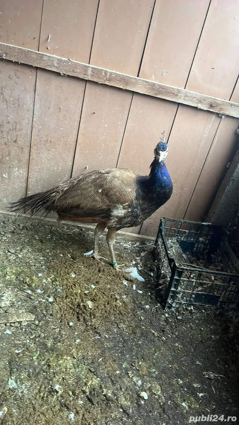 paun culoare violet disponibil 