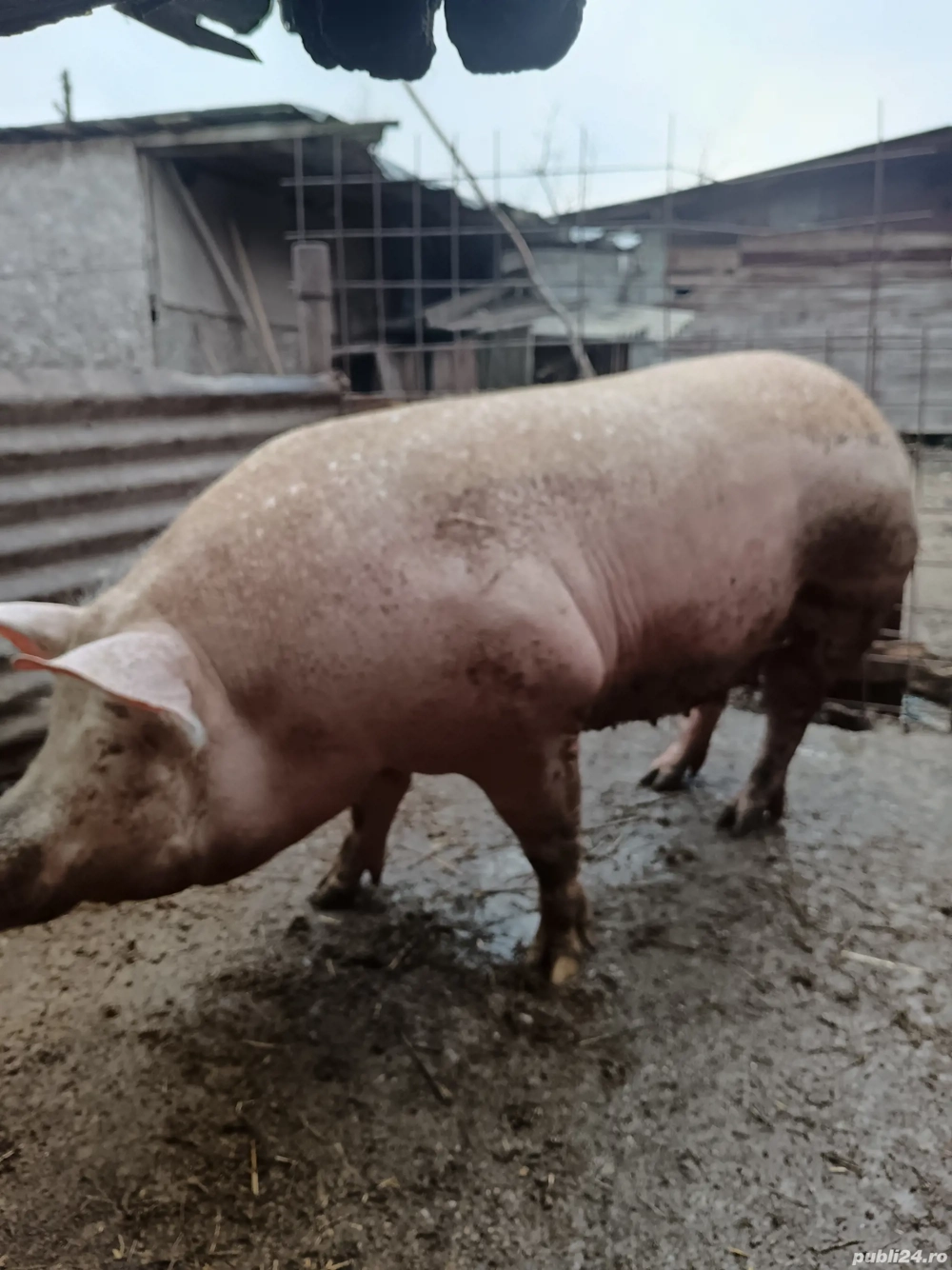 purcea de vânzare prețul negociabil 