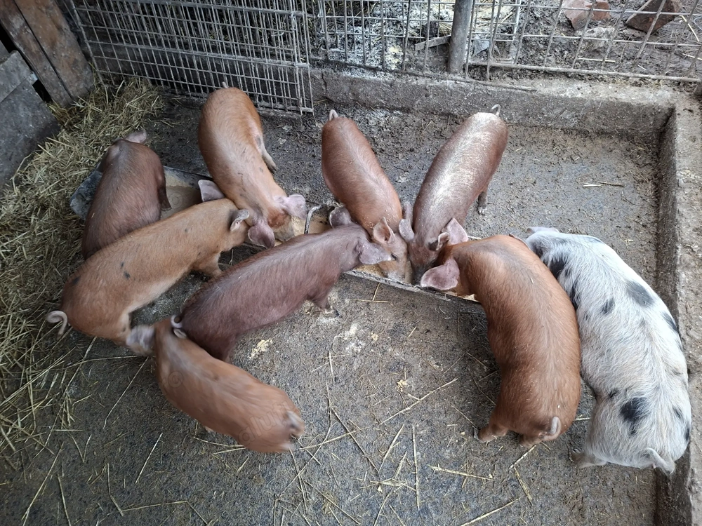 Soldanei disponibili 