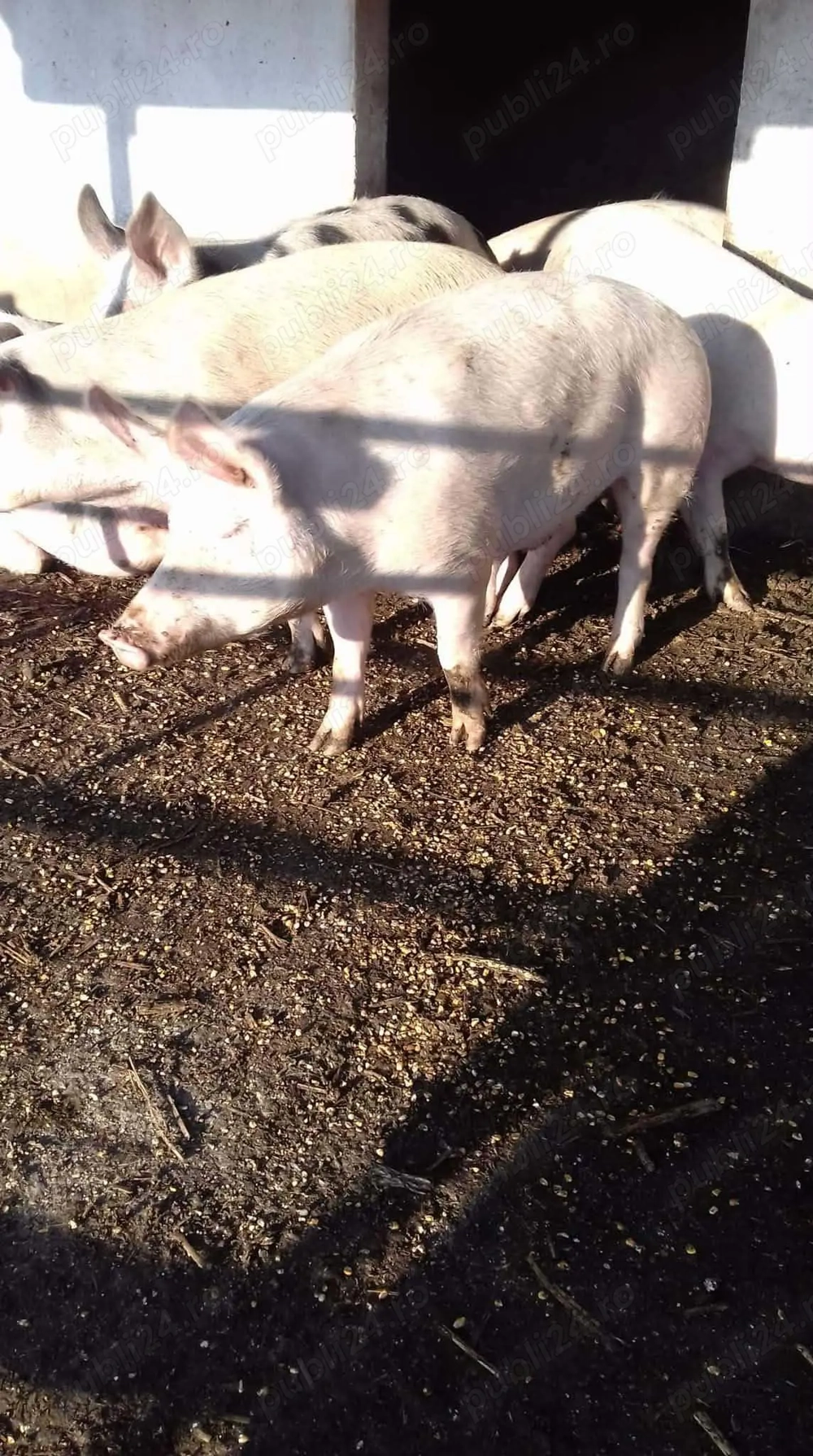 Vând porci rasa de carne 