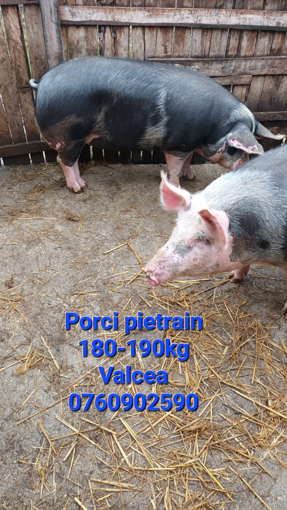 Porci pietrain de vanzare