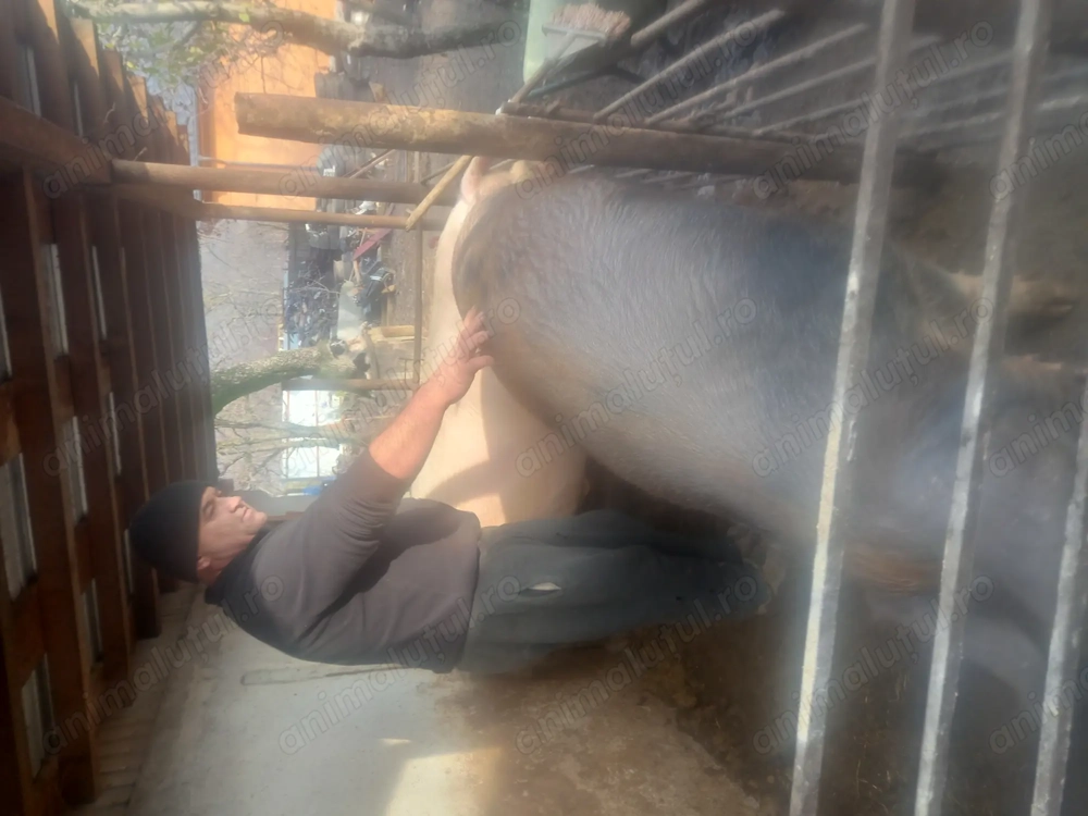 Porc de vânzare, 250kg 