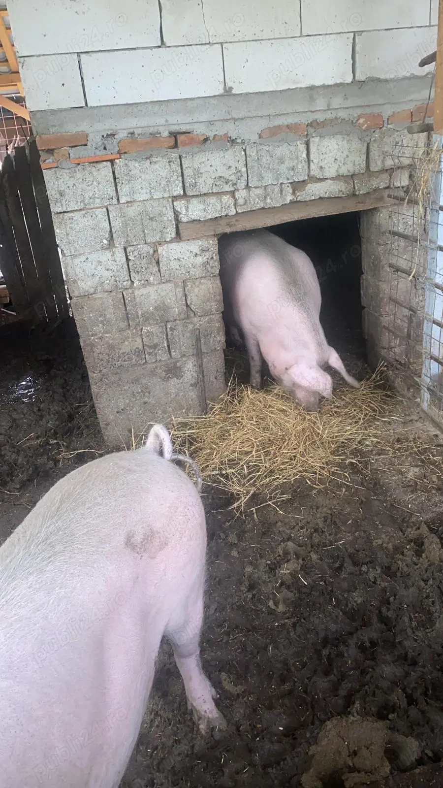 Porc castrat de vanzare 