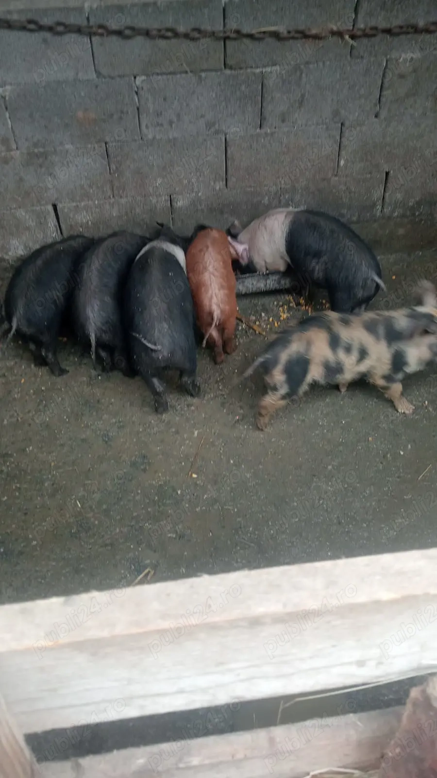 Vând 6 purcei bazna, o scrofiță  si 5 mascuri