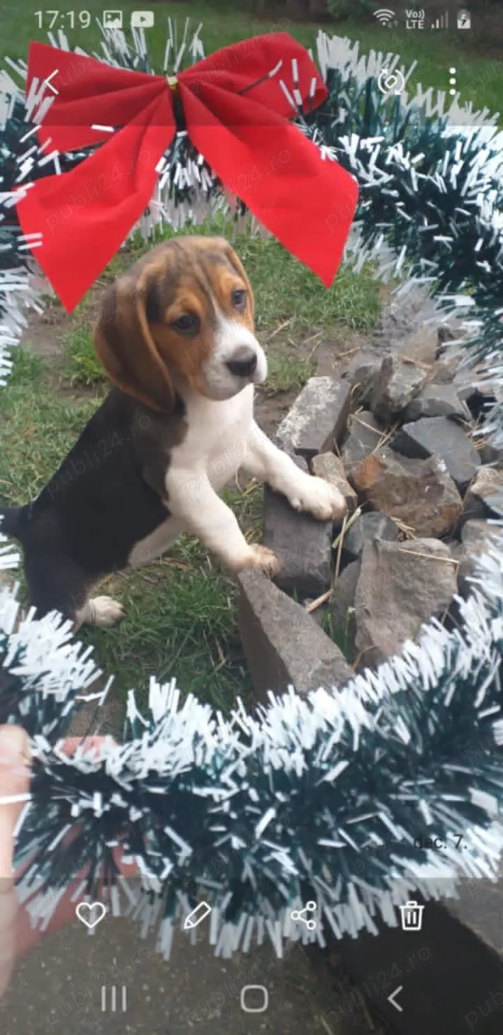 Catelusi beagle tricolor 9 saptamani (fetita)