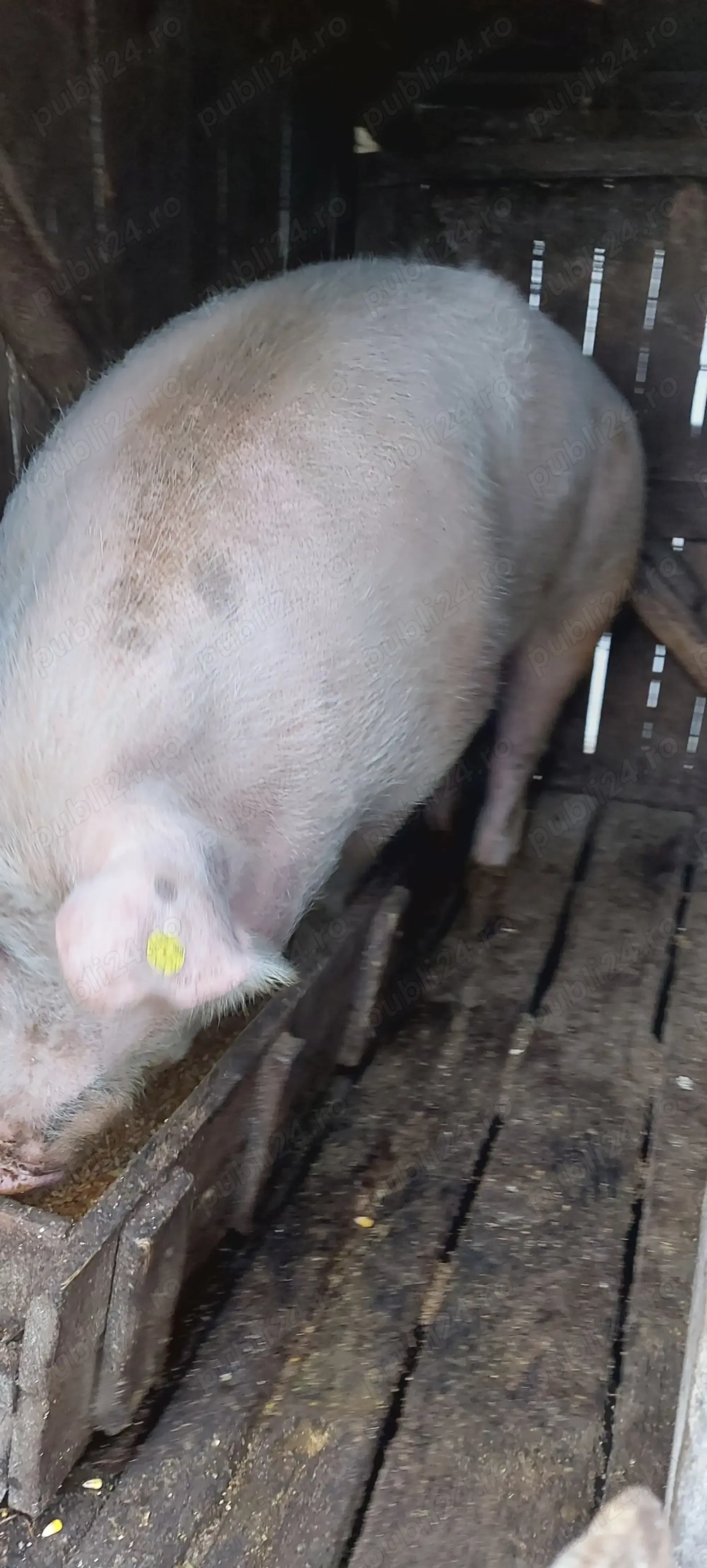 Se vinde porc de la tara