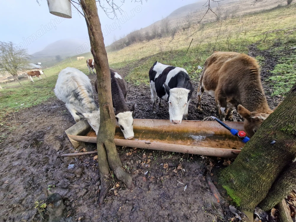 Vaci de vanzare Mediaș