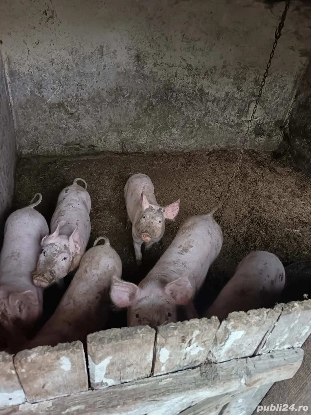 Purcei si porci de vanzare 