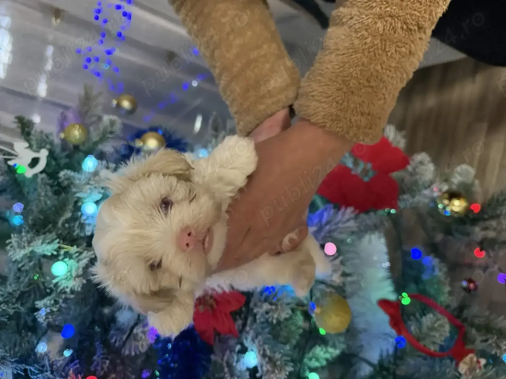 Bichon havanez jucaus