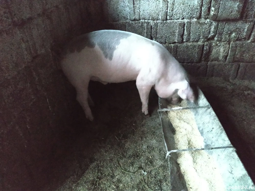 vand suldani 50-60kg+