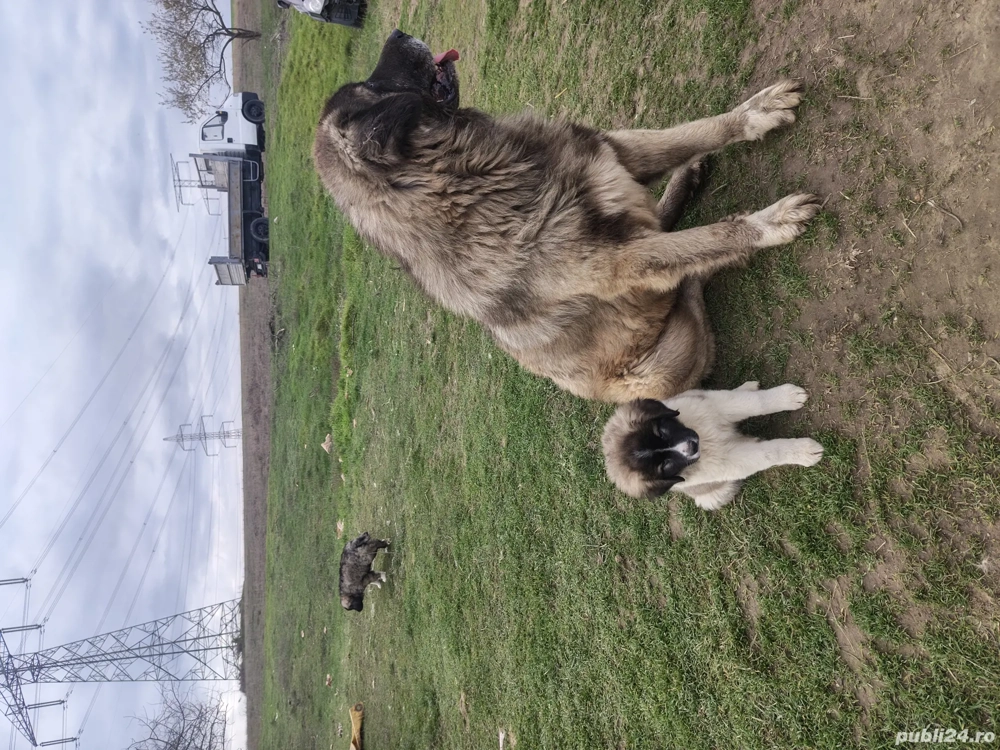 ciobansc caucazian pui 