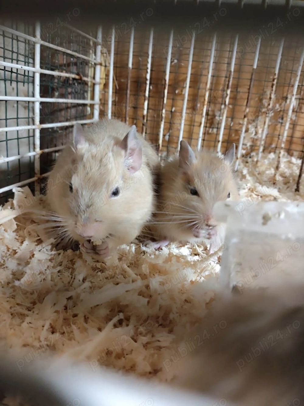 Veverițe degu pereche