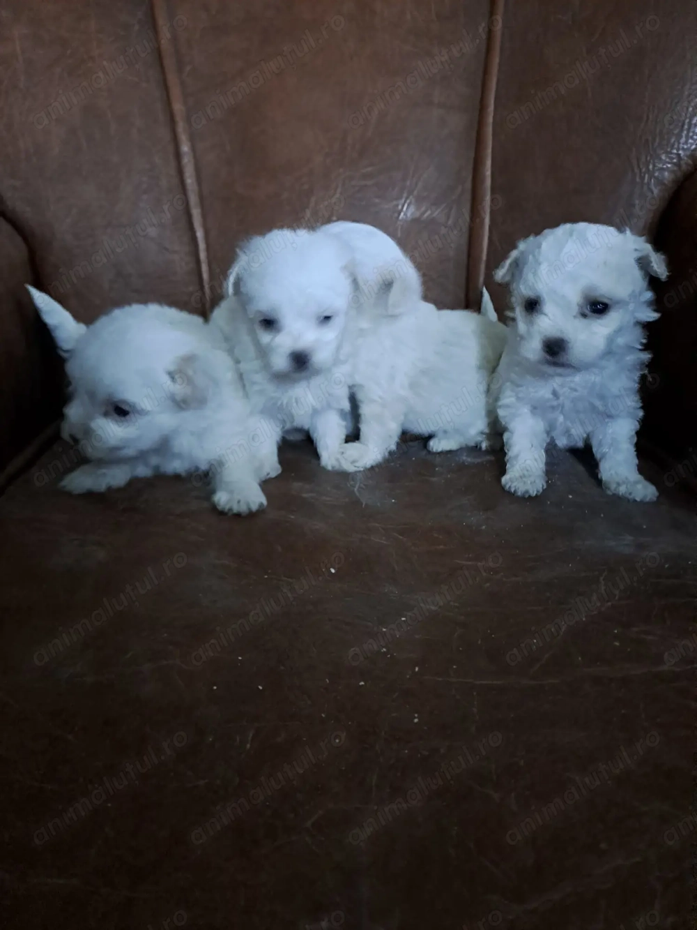 Disponibil pentru persoane responsabile 